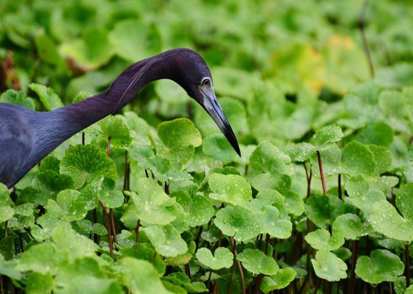 PRO NATURA - Costa_Rica