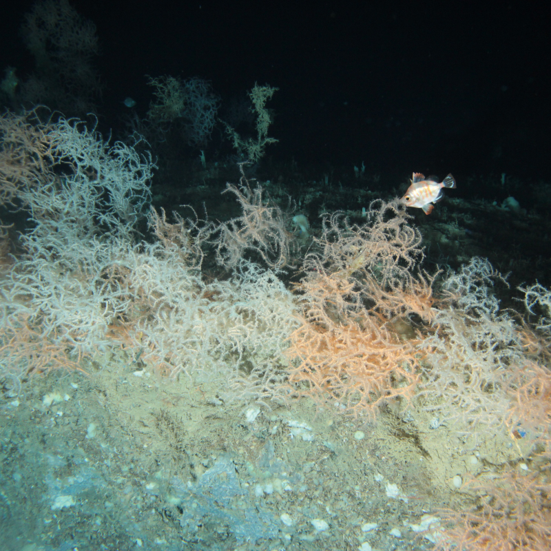  Biodiversità nel Mar Ligure profondo: esplorazioni, scoperte e vulnerabilità 